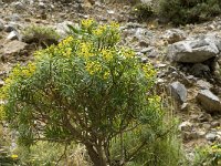 Euphorbia dendroides 4, Saxifraga-Jan van der Straaten